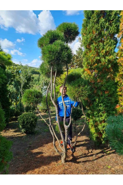 Сосна гірська Варелла (штамб)